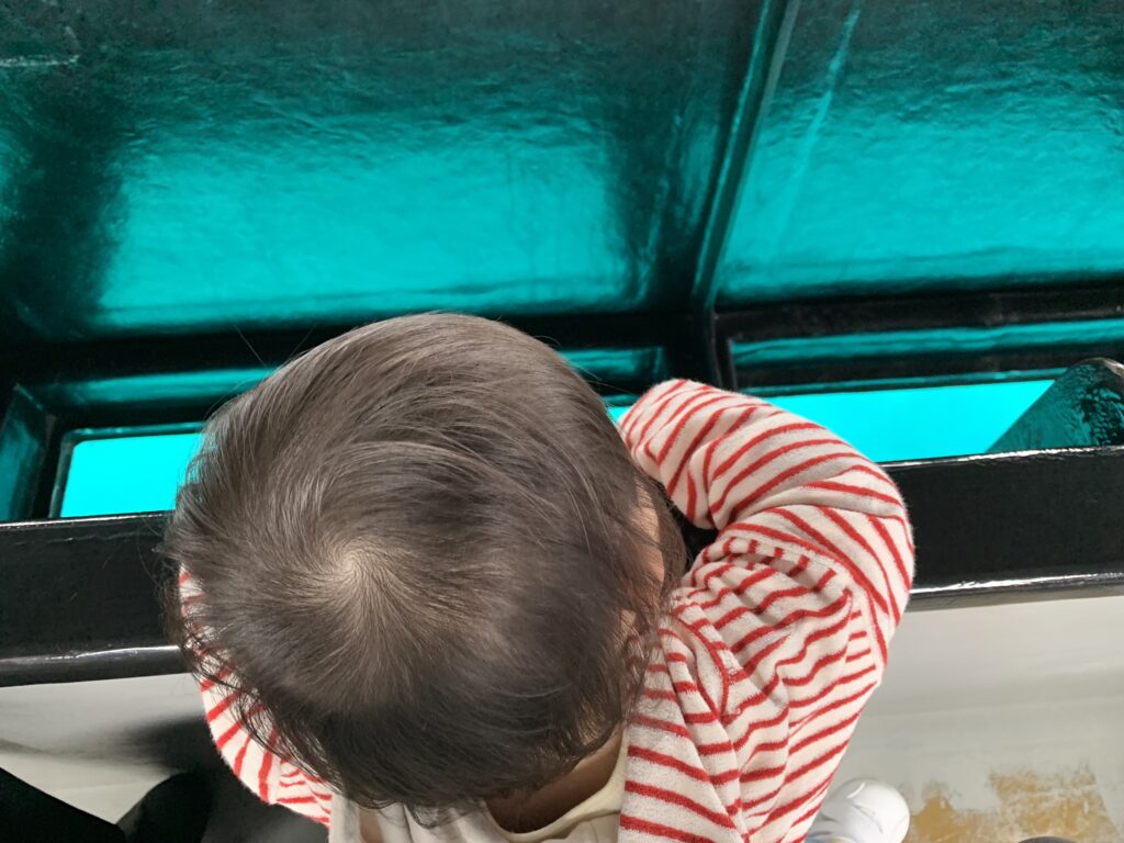 グラスボートで海底を覗き込む息子